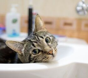 Plumber's Hilarious Cat Rescue Mishap Goes Viral