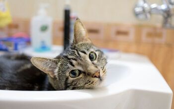 Plumber's Hilarious Cat Rescue Mishap Goes Viral