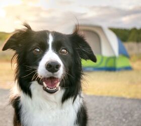 Camping Available at Best Friend's Animal Sanctuary
