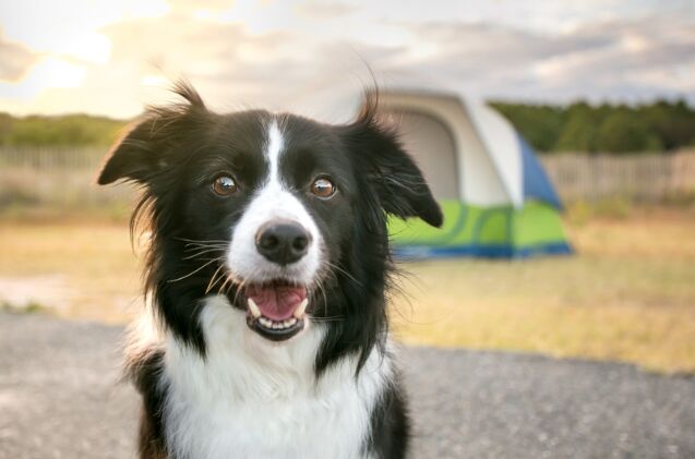 Camping Available at Best Friend's Animal Sanctuary