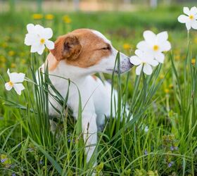 More And More Pets Are Having Allergies, Trupanion Reports