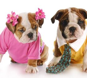 these are the 10 most common male and female dog names survey reveals, WilleeCole Photography Shutterstock