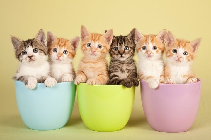 the acana pet food team announces nationwide kitten cuddler promoti, Linn Currie Shutterstock
