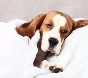 Can Stress or Anxiety Cause Diarrhea in Dogs?