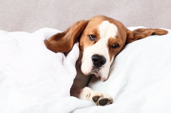 can stress or anxiety cause diarrhea in dogs, Igor Normann Shutterstock