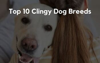 Top 10 Clingy Dog Breeds