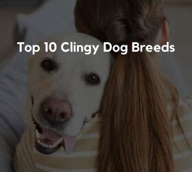 top 10 clingy dog breeds, Top 10 Clingy Dog Breeds