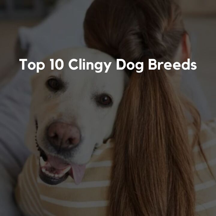 top 10 clingy dog breeds, Top 10 Clingy Dog Breeds
