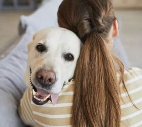 top 10 clingy dog breeds, Labrador Retriever