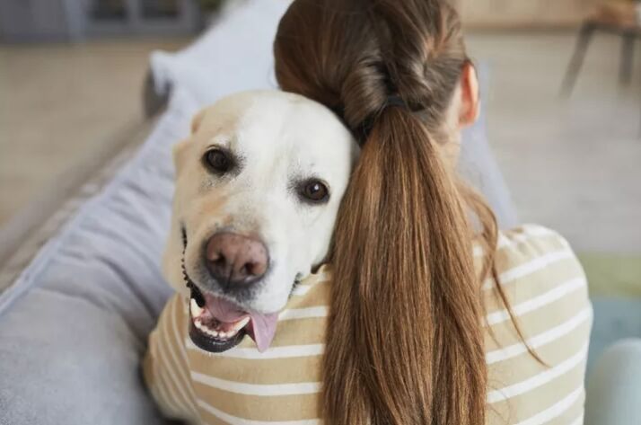 top 10 clingy dog breeds, Labrador Retriever