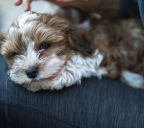 top 10 clingy dog breeds, Havanese