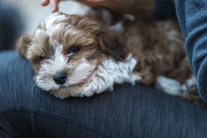 top 10 clingy dog breeds, Havanese