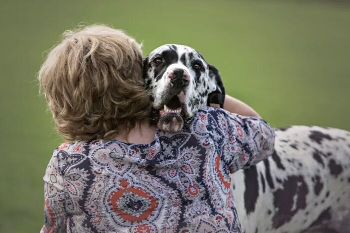 top 10 clingy dog breeds, Great Dane