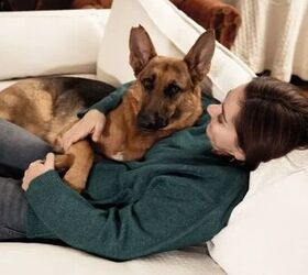 top 10 clingy dog breeds, German Shepherd