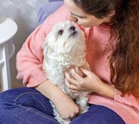 top 10 clingy dog breeds, Maltese