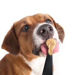 is peanut butter safe for dogs, sophiecat Shutterstock
