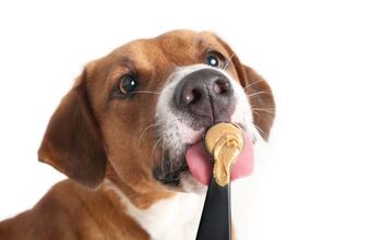 Is Peanut Butter Safe for Dogs?