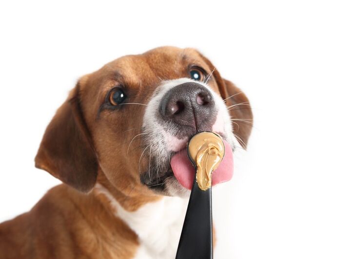 is peanut butter safe for dogs, sophiecat Shutterstock