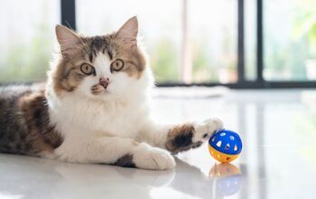 How Do I Teach My Cat to Play Fetch?