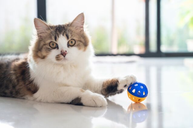 how do i teach my cat to play fetch, Photo credit Boyloso Shutterstock com