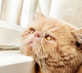 Can Cats Suffer From Depression?