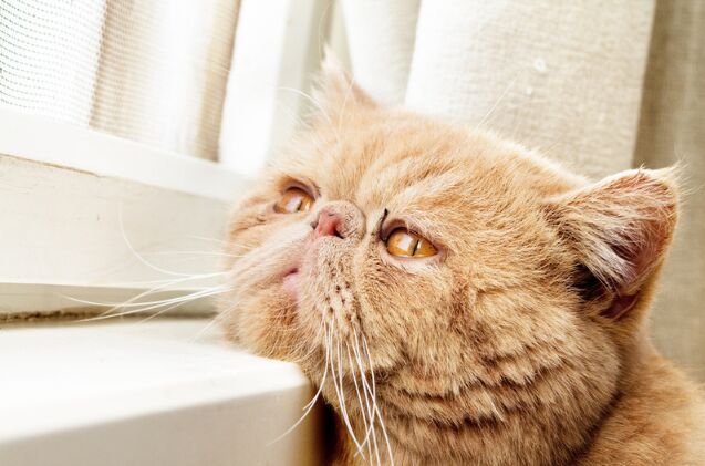 can cats suffer from depression, Photo credit Xiaojiao Wang Shutterstock com