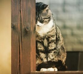 can cats suffer from depression, Photo credit Morgentau Shutterstock com