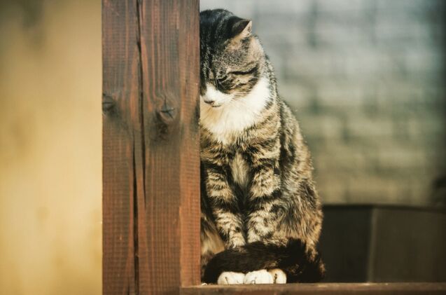 can cats suffer from depression, Photo credit Morgentau Shutterstock com