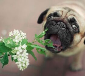 common garden plants that can send your dog into cardiac arrest, Ellina Balioz Shutterstock