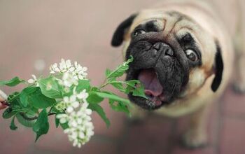 Common Garden Plants That Can Send Your Dog into Cardiac Arrest