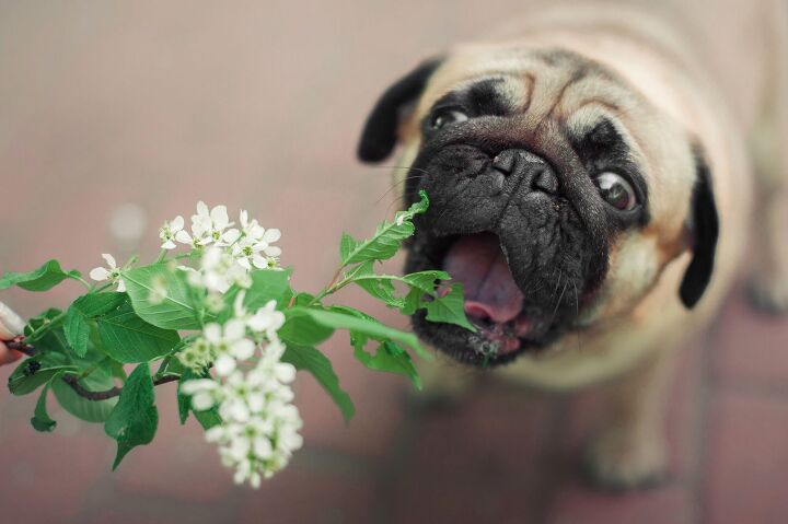 common garden plants that can send your dog into cardiac arrest, Ellina Balioz Shutterstock