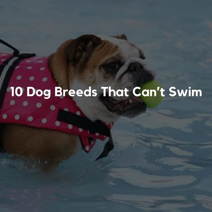10 dog breeds that cant swim