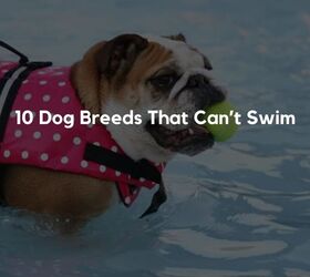 10 Dog Breeds That Can’t Swim