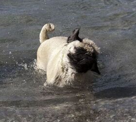 10 dog breeds that cant swim, Pug