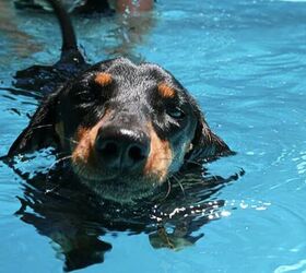 10 dog breeds that cant swim, Dachshund