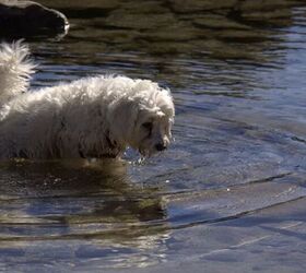 10 dog breeds that cant swim, Maltese