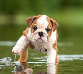 10 dog breeds that cant swim, Bulldog