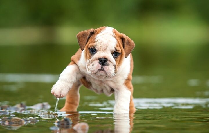 10 dog breeds that cant swim, Bulldog
