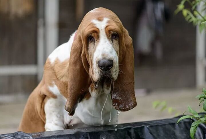 10 dog breeds that cant swim, Basset Hound