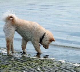 10 dog breeds that cant swim, Chow Chow