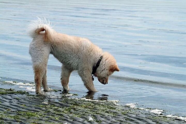 10 dog breeds that cant swim, Chow Chow