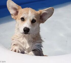 10 dog breeds that cant swim, Corgi