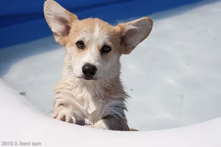 10 dog breeds that cant swim, Corgi