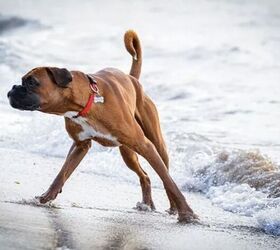 10 dog breeds that cant swim, Boxer