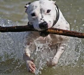 10 dog breeds that cant swim, Staffordshire Bull Terrier