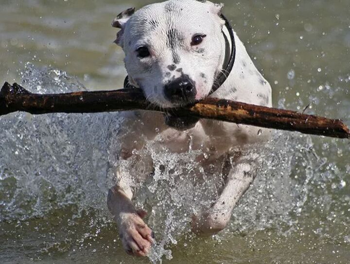 10 dog breeds that cant swim, Staffordshire Bull Terrier