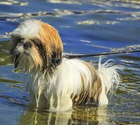 10 dog breeds that cant swim, Shih Tzu