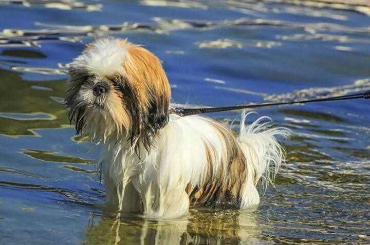 10 dog breeds that cant swim, Shih Tzu