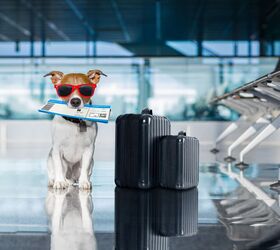 American Airlines Makes It Easier To Travel With Pets