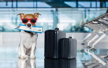 American Airlines Makes It Easier To Travel With Pets